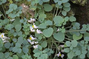 Sarcocapnos enneaphylla