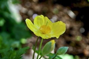 Stylophorum diphyllum