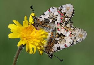 Allancastria cerisyi