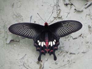 Pachliopta aristolochiae aristolochiae