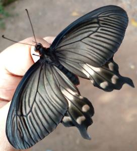 Pachliopta aristolochiae