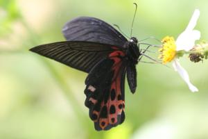 Papilio taiwanus