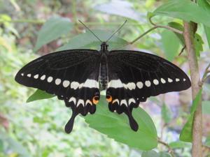 Papilio liomedon