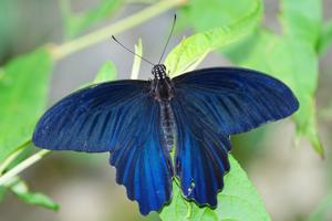 Papilio taiwanus
