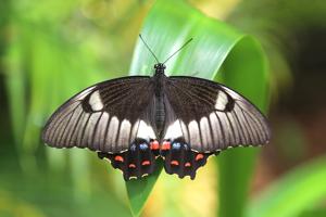 Papilio aegeus