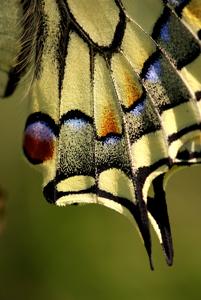 Papilio machaon