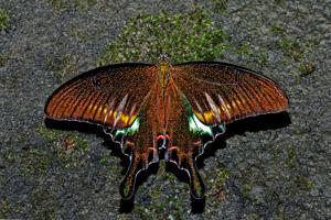 Papilio bianor
