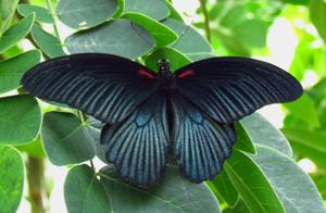 Papilio memnon agenor
