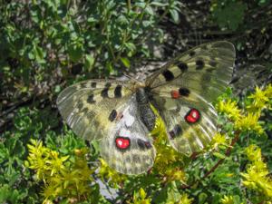 Parnassius apollo alpherakyi