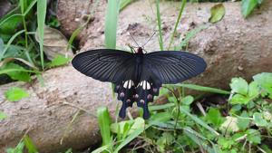 utils/thumbs/Papilionidae/VVm7ZhF4uYqnB4KRubXBrD_Pachliopta_aristolochiae-dscn8245.jpg