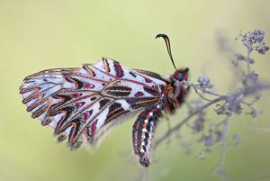 utils/thumbs/Papilionidae/Zerynthia_GzQkv9sNPNaFf59ygjDVHh.jpg