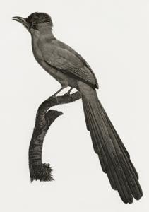 utils/thumbs/Paradisaeidae/Astrapia_Tg4BhhZet63swg5JChPyKN.jpg