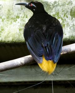 utils/thumbs/Paradisaeidae/Seleucidis_mrD5YmJ9jv9HSX4LVxyn48.jpg