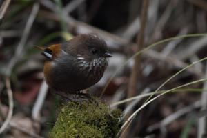 Fulvetta ludlowi