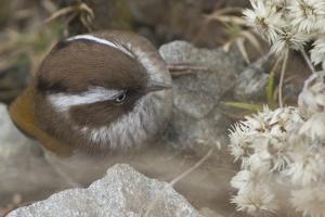Fulvetta vinipectus chumbiensis 