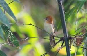 Suthora atrosuperciliaris