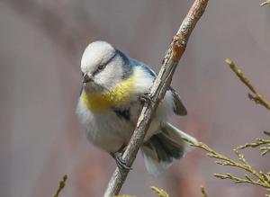Cyanistes flavipectus