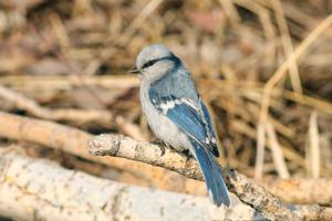 Cyanistes cyanus tianschanicus