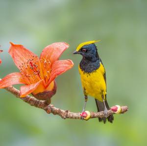 utils/thumbs/Paridae/Melanochlora_Mt2mFDaLAUXS8NwAgpcpRu.jpg
