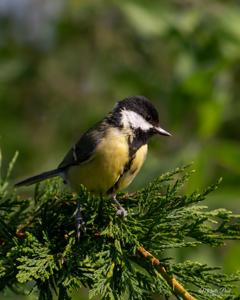 Parus major