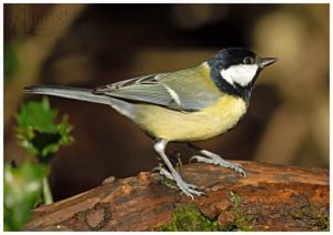 Parus major