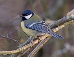 Parus major