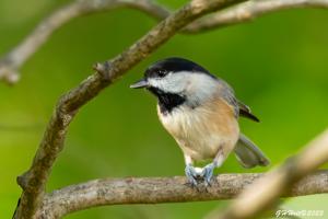 Poecile carolinensis