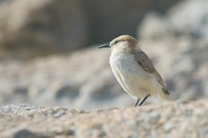 Pseudopodoces humilis