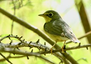 Cardellina canadensis