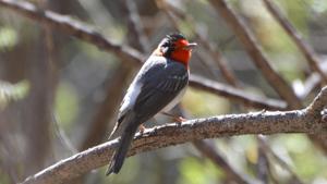 Cardellina rubrifrons