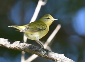 Leiothlypis peregrina
