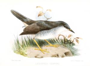 utils/thumbs/Parulidae/Leucopeza_dUdMS7mTpagv6oeFomsSoj.jpg