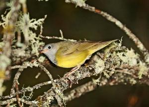 Oporornis agilis