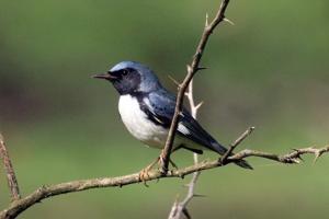 Setophaga caerulescens