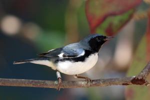 Setophaga caerulescens