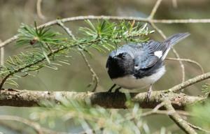 Setophaga caerulescens