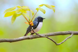 Setophaga caerulescens