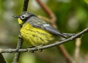 Setophaga magnolia