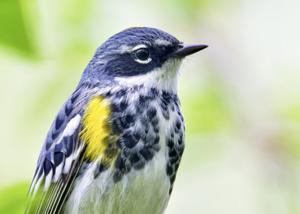 Setophaga coronata