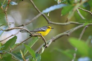 Setophaga delicata