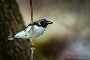 Setophaga caerulescens