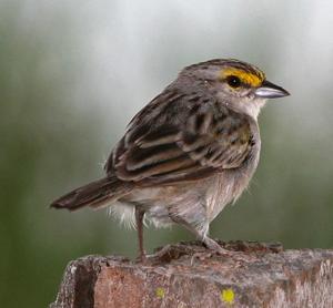 utils/thumbs/Passerellidae/Ammodramus_k98tC32FZPJkKcpXf6V3BE.jpg