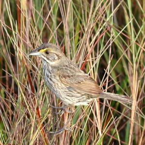 utils/thumbs/Passerellidae/Ammospiza_ftpxP9Q8Ci6s2cbq7USbfW.jpg