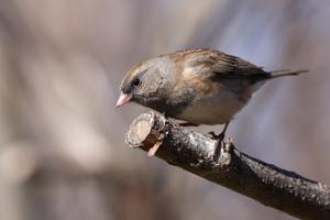 Junco hyemalis hyemalis