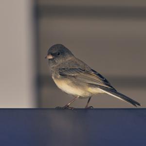Junco hyemalis