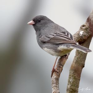Junco hyemalis