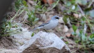 Junco phaeonotus