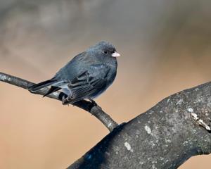 Junco hyemalis
