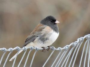 Junco hyemalis