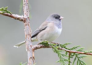 Junco hyemalis